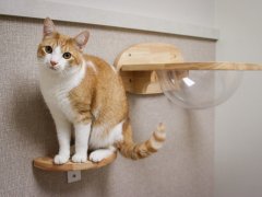 GoodVets Cat At Vet