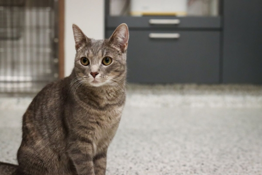 What If You Can’t Afford Veterinary Care For Your Cat? You Have Options