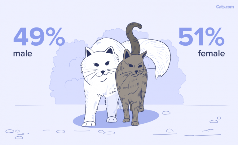 Cat Statistics 2026 Newest Available Data + Infographic - Cats.com