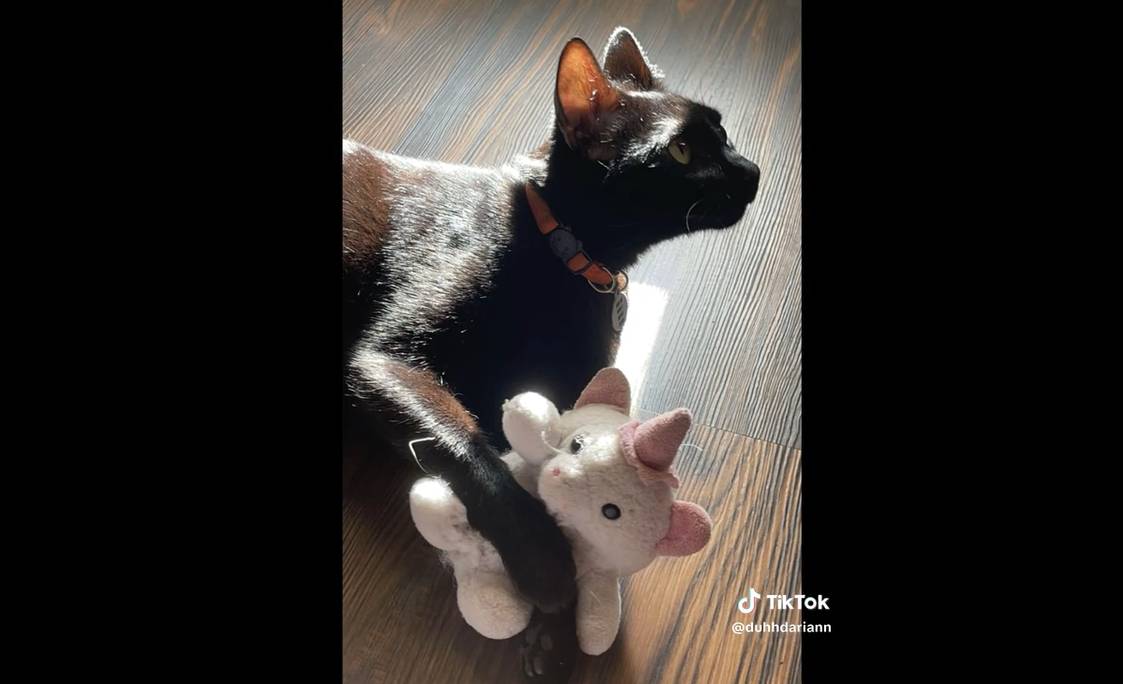 black cat and a toy