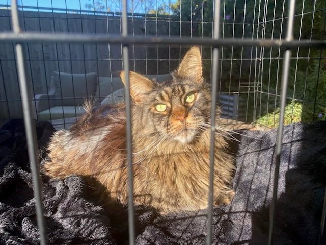 Floki is watching the birds outside while supervised in his metal crate