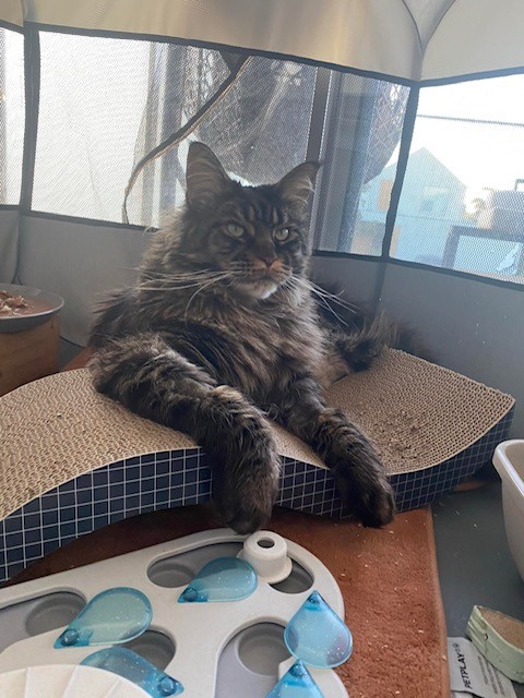 Floki the Maine coon relaxing inside the Playpen post surgery