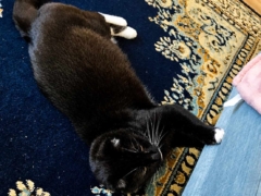 cat scratching couch