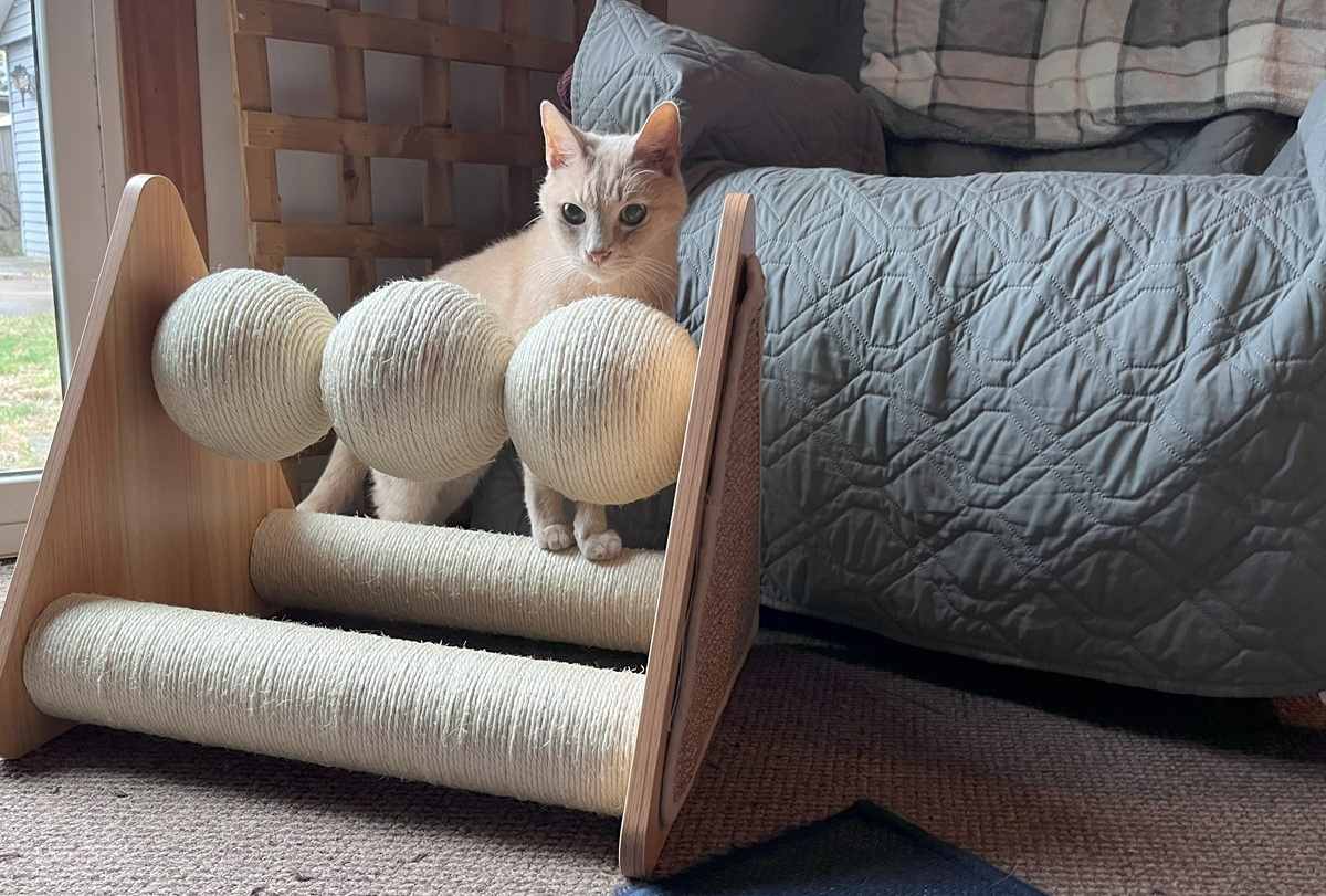 cat near furniture and scratching post