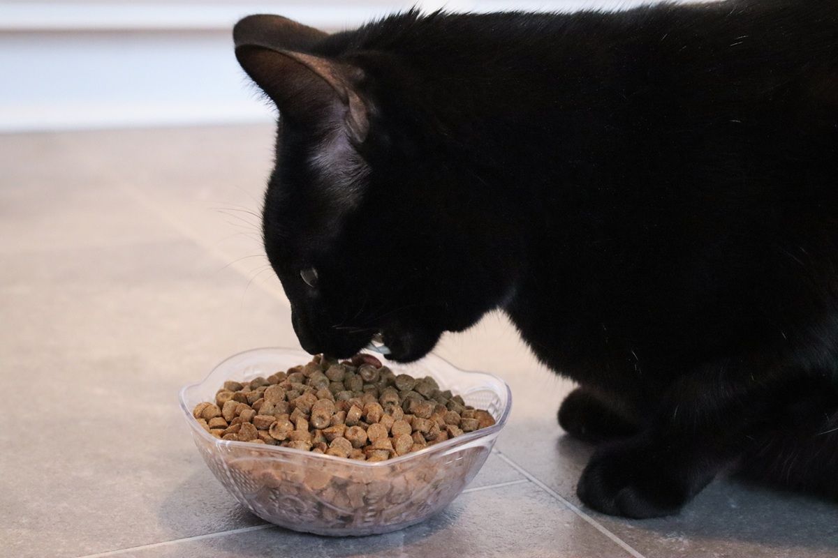 Best Cat Treats in the UK for 2026
