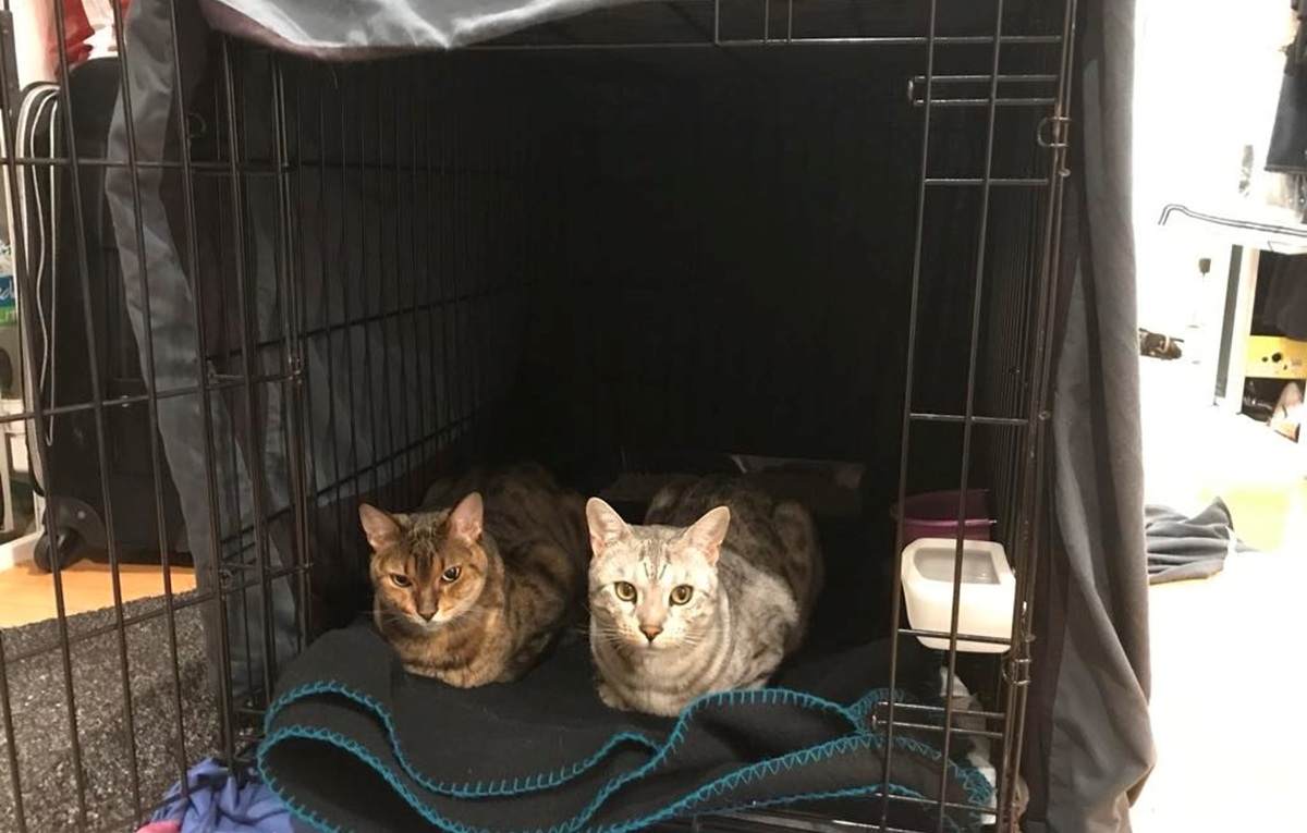 Cassie and Snow inside a metal crate post surgery