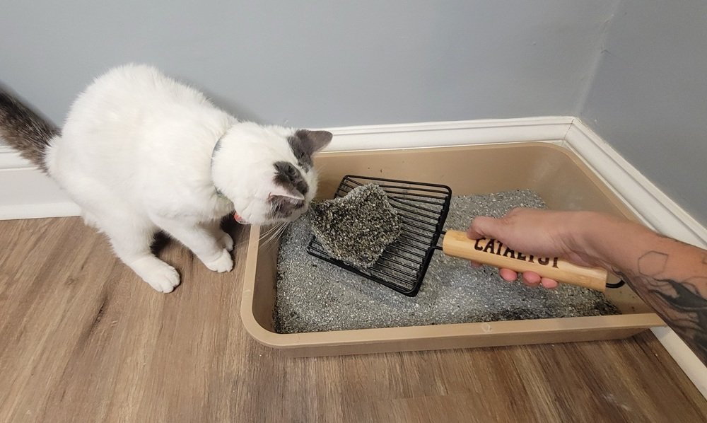 Cat Testing on Catalyst Pet Slatted Steel Cat Litter Scoop