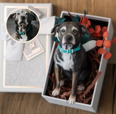 CuteBuddi Custom Pet Figurine