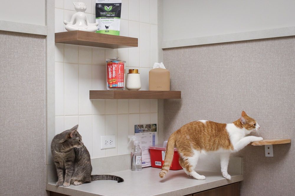 GoodVets Cat At Vet