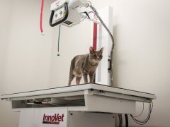 GoodVets Cat At Vet