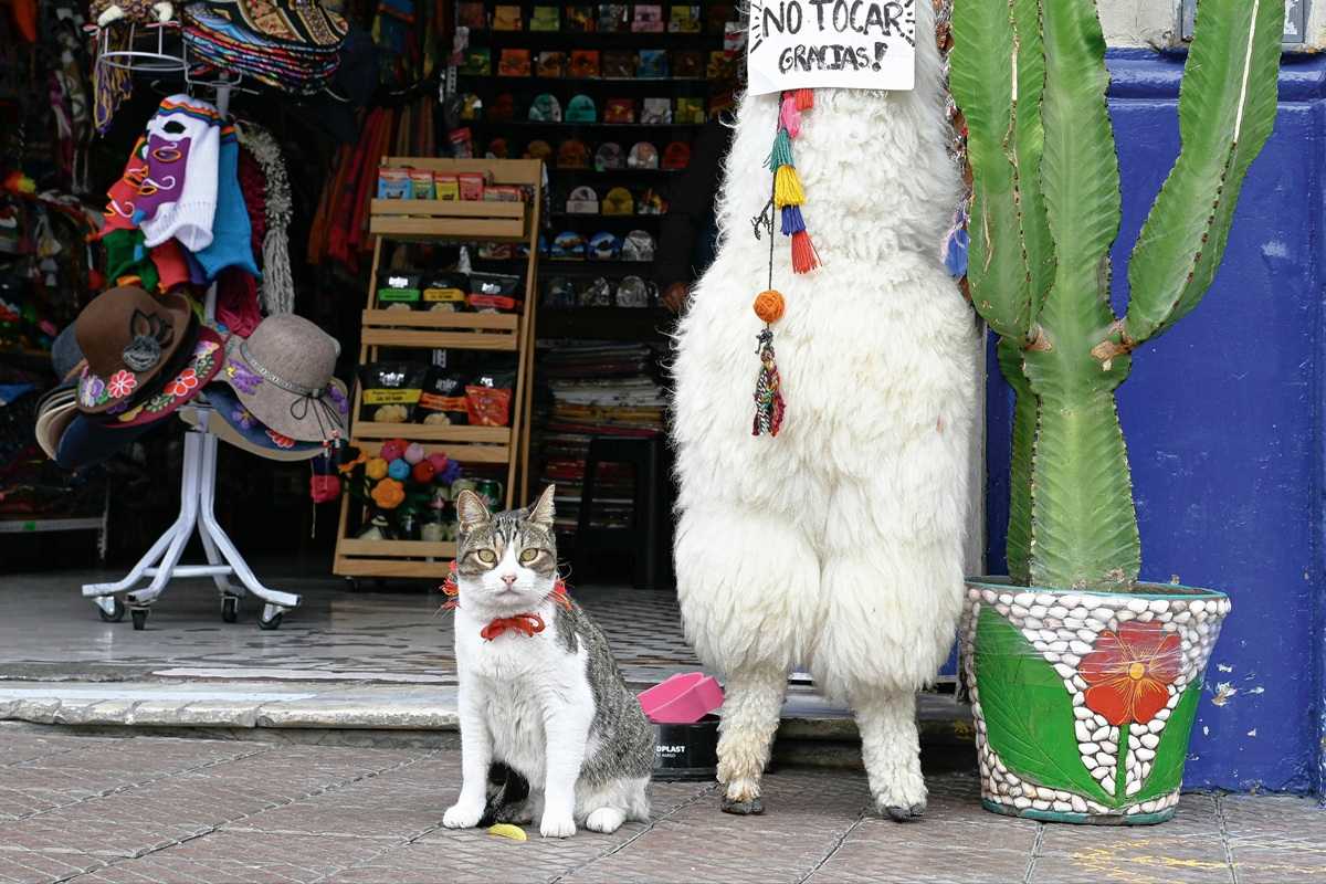 Lima Street Cats