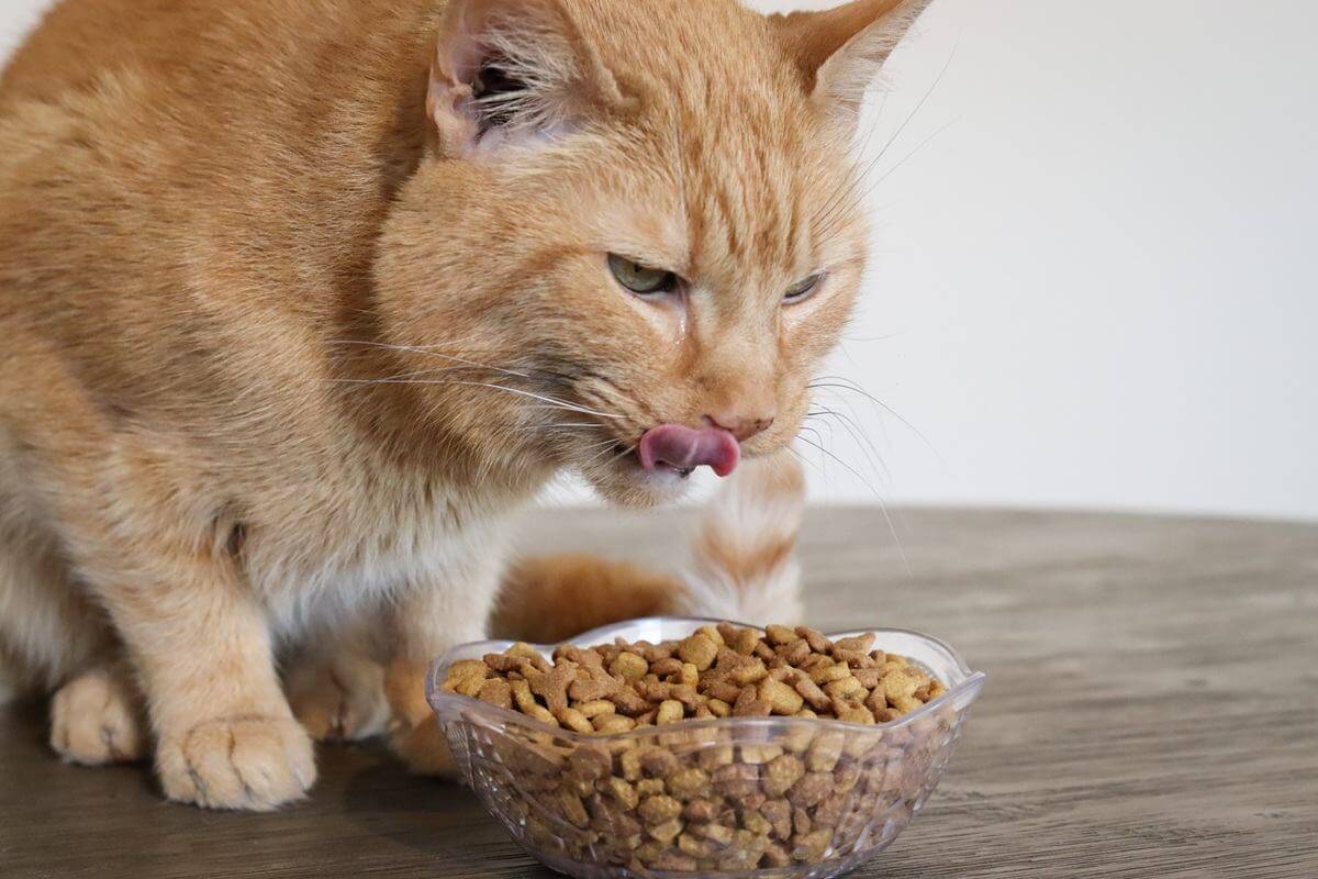 Purina One Plus Sensitive Skin & Stomach