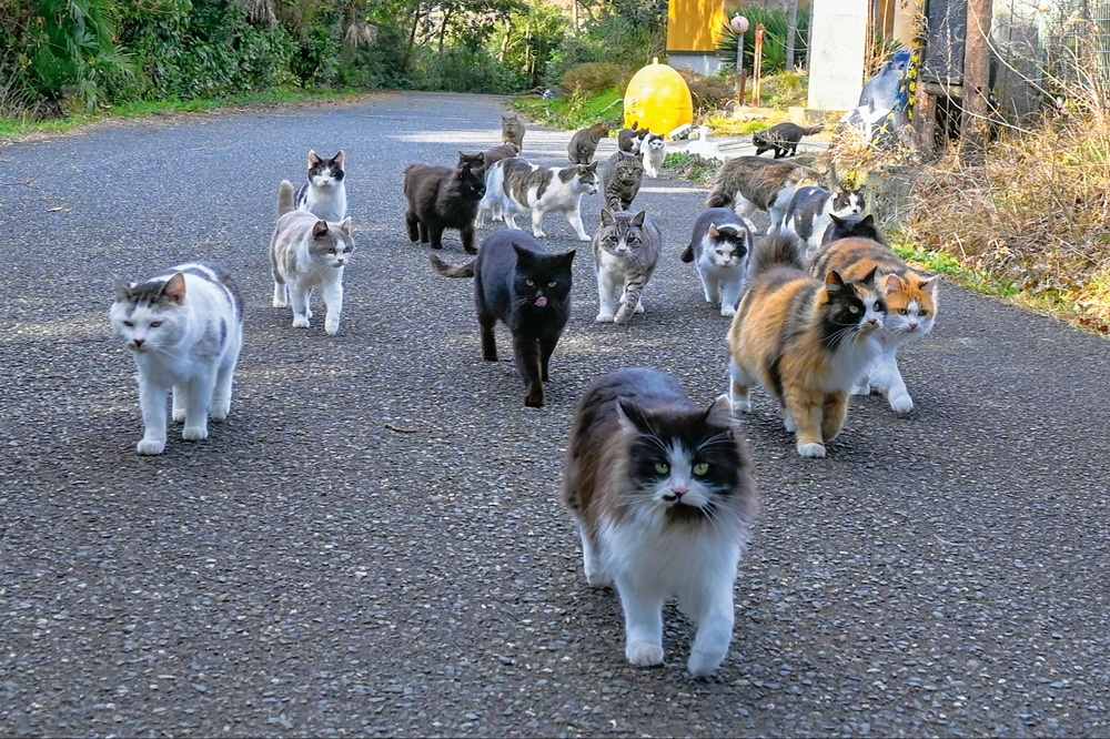 Tashirojima Street Cats