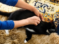 cat massage cat roll
