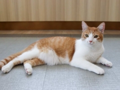 orange cat on the floor