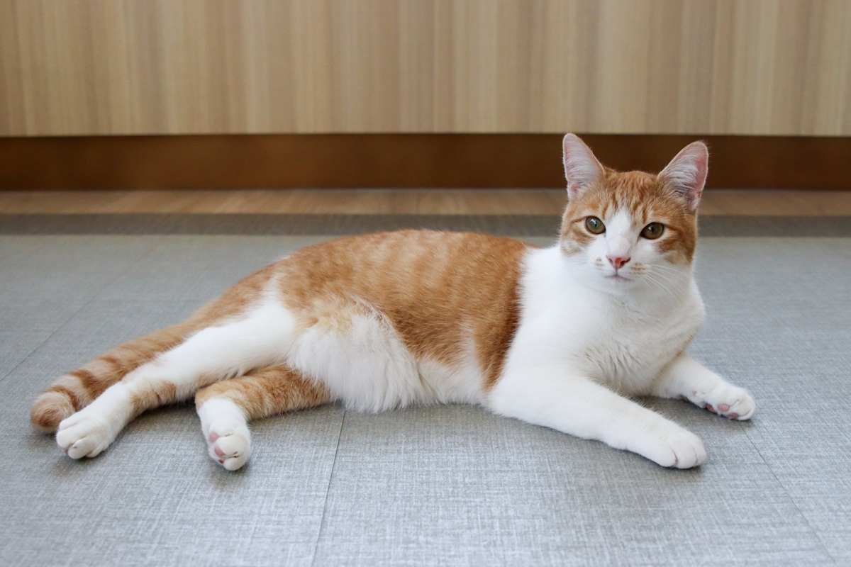 orange cat on the floor