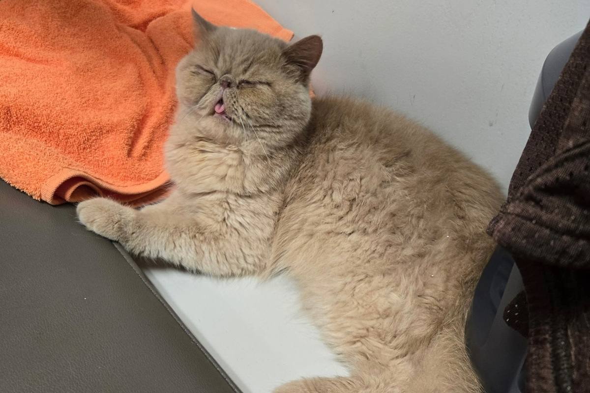 pudge the cat