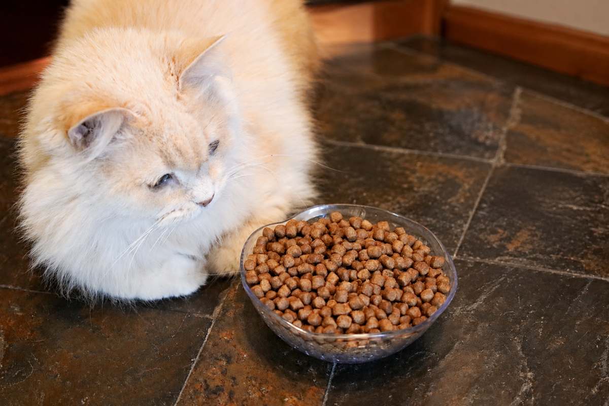 white cat beside dry cat food