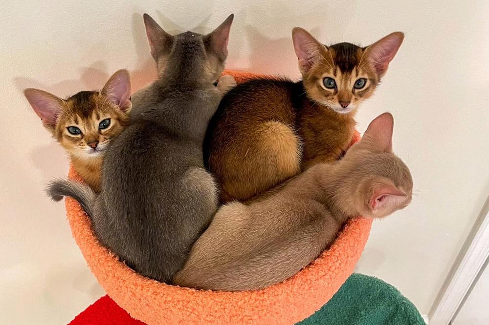 Barcelona, Malta, Pipa, and Murcia