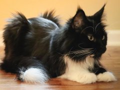 Black White Tuxedo Long Hair Maine Coone Laying