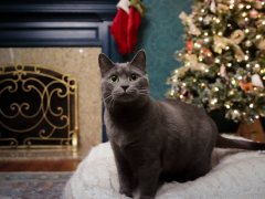 Christmas Cats-19