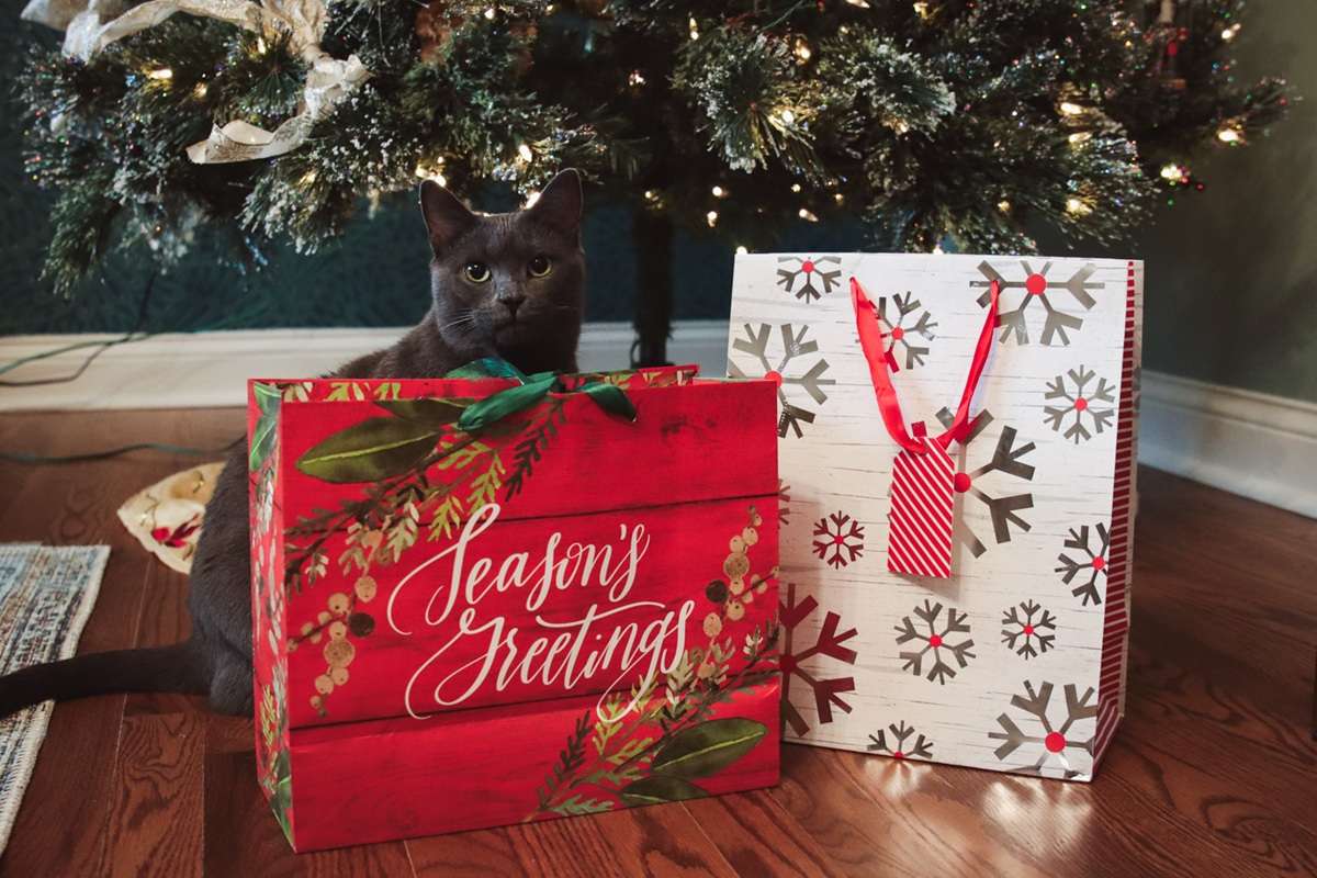 Christmas Cats