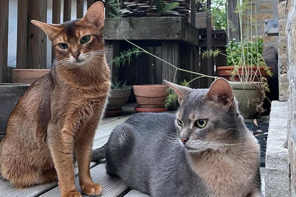 Enzo and Abigail