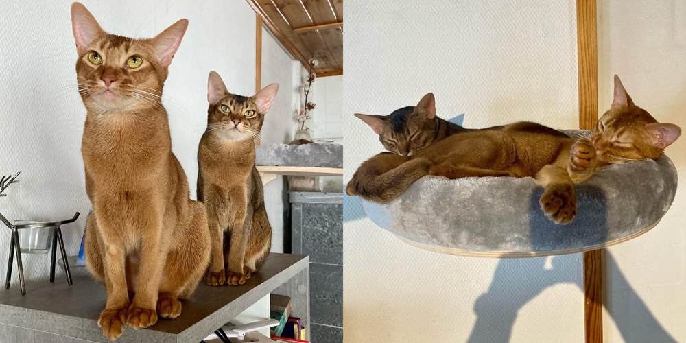 Tyyni, Tiuku, Lusi and Lili
