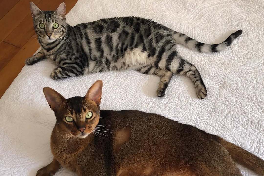 Willow and Romeo