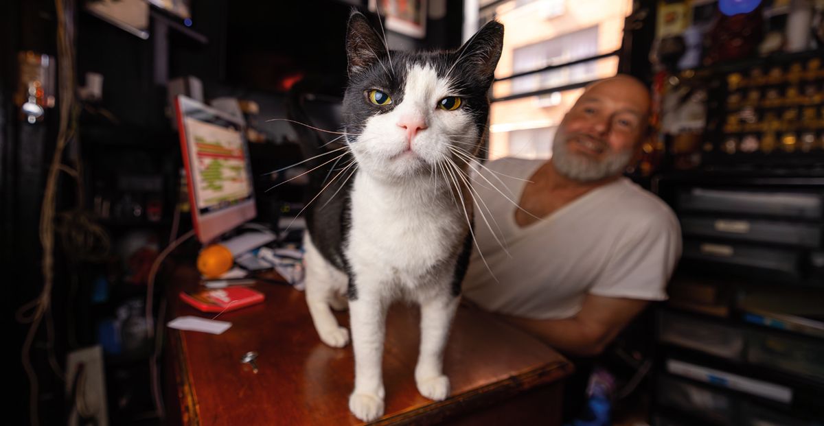 cat in the shop