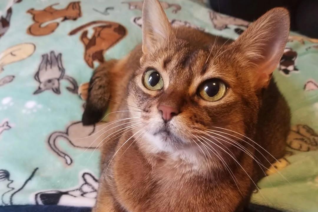 gingersnap