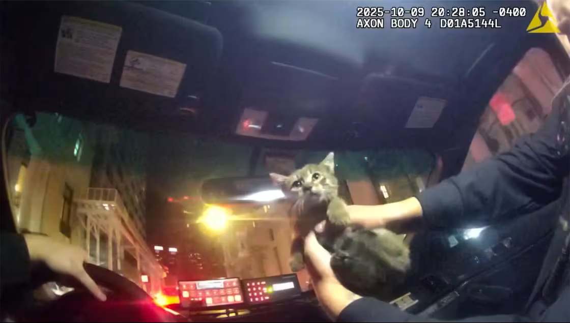 nypd officer adopts kitten-compressed