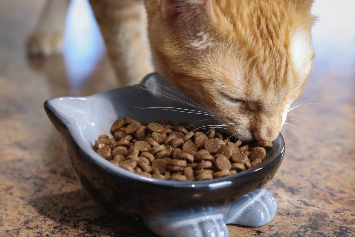 cat eating dry cat food