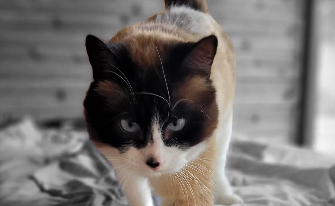 Boo