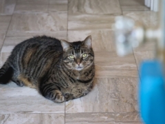Brown Short Hair Tabby Cat Indoor At Home