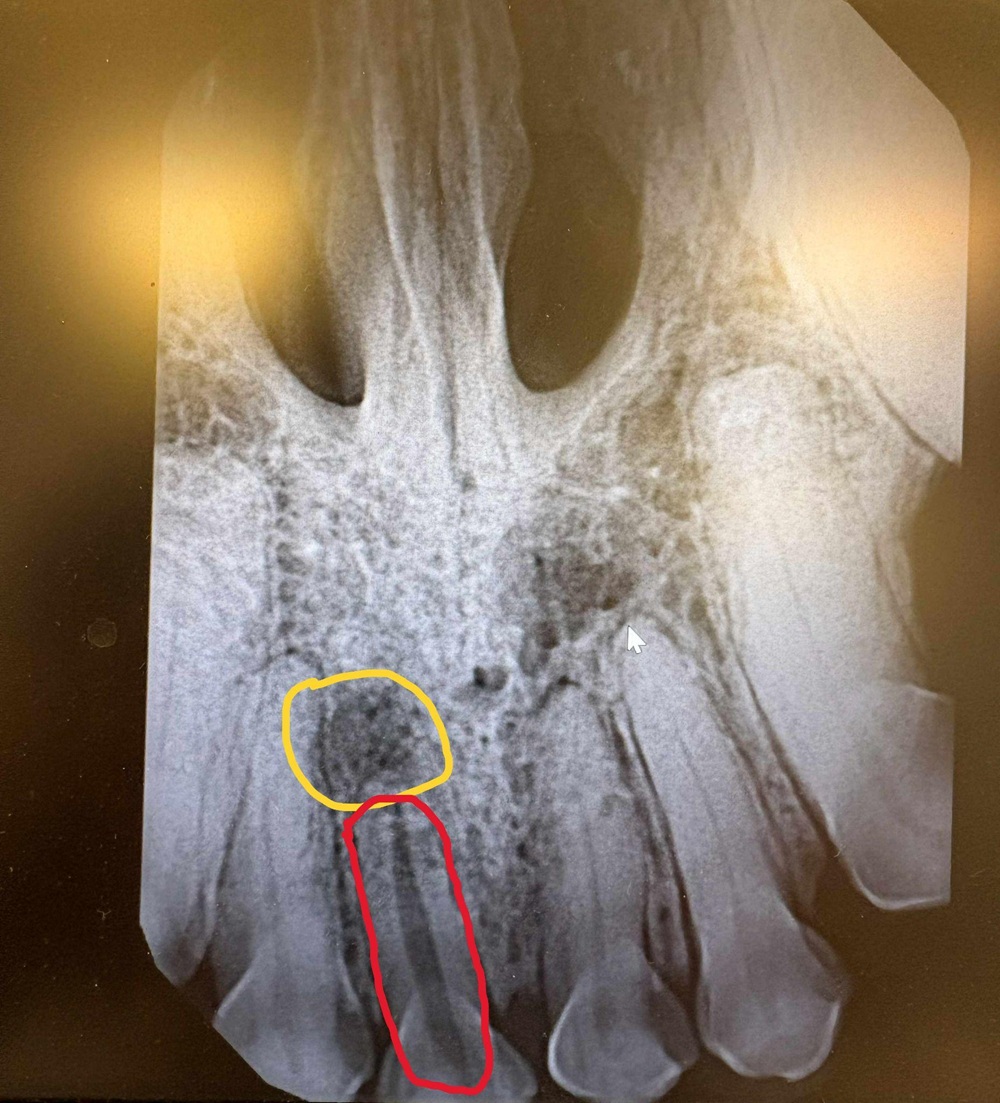 X-ray image of a dog’s upper front teeth marked to show a diseased tooth.