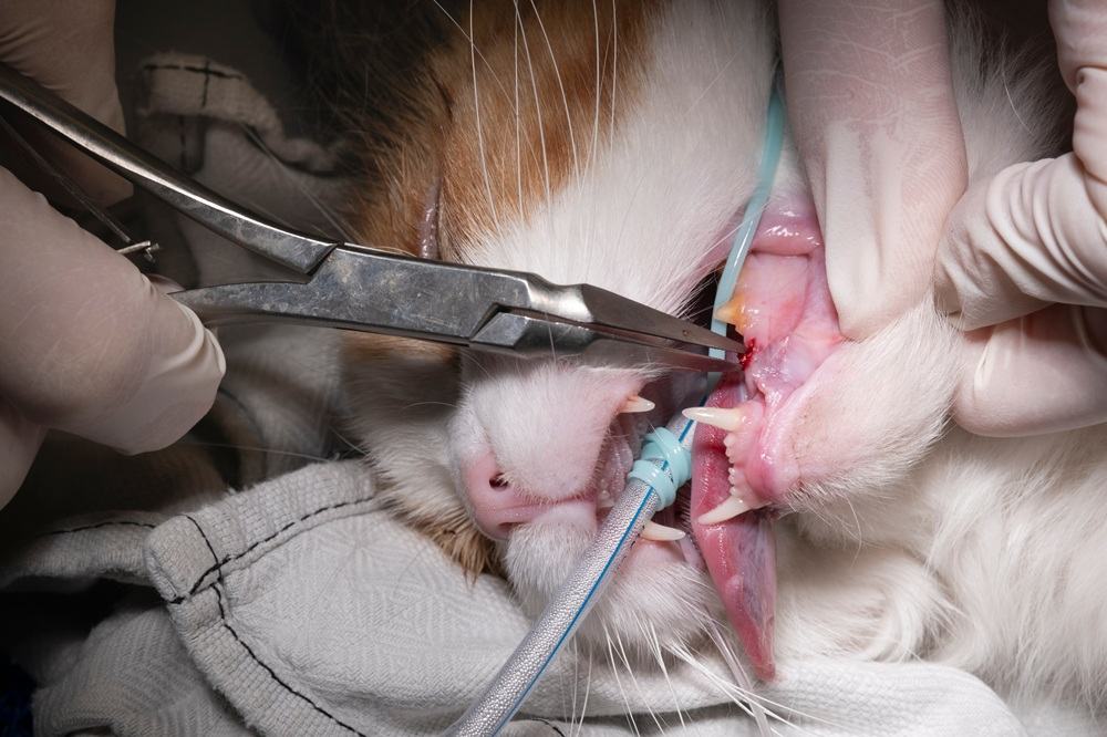 Gloved hand with tooth extraction forceps removing part of a diseased tooth in a cat’s mouth under anesthesia.