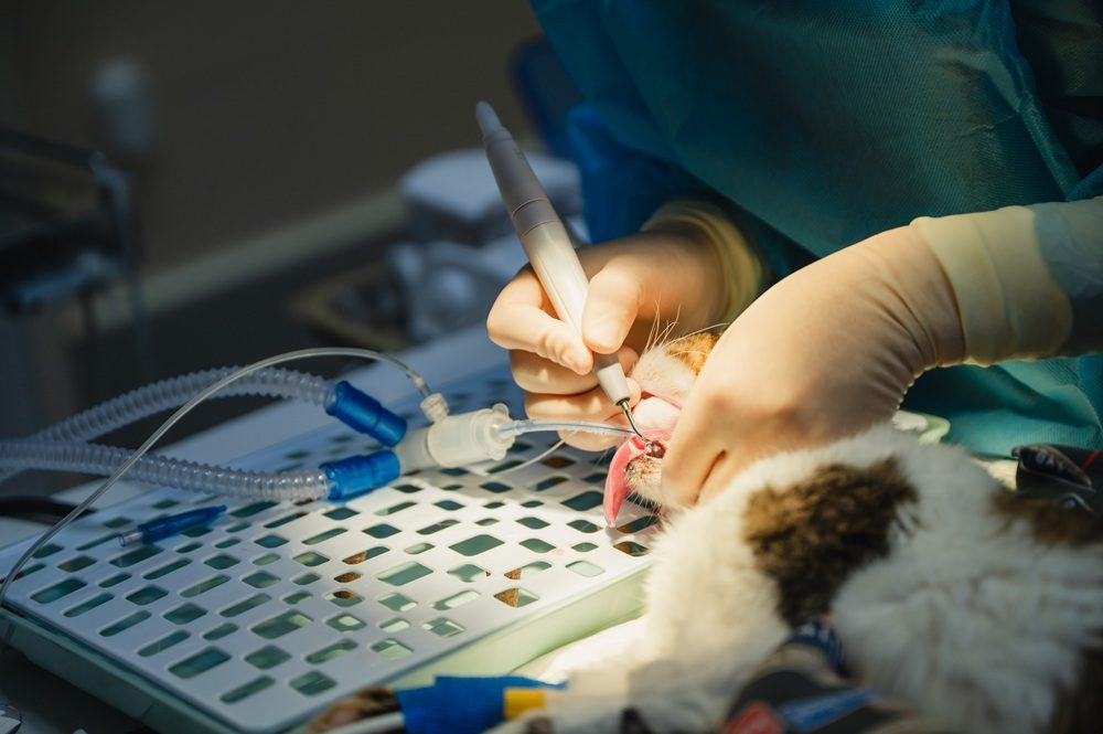 Gloved hands scaling a cat’s teeth while under anesthesia.