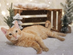Orange Shorthair Tabby Winter Christmas Cats