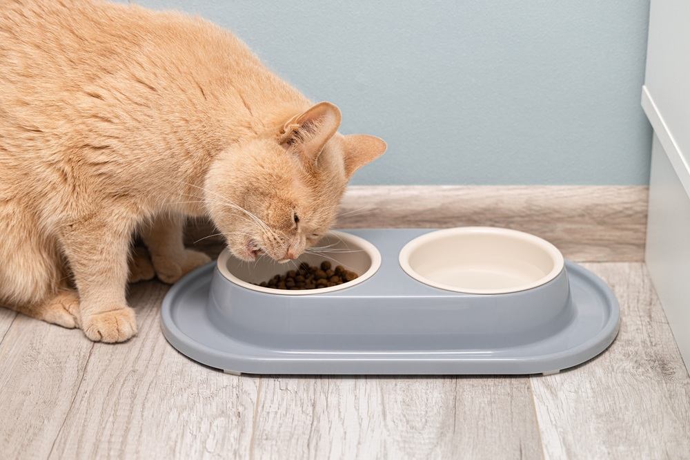 Orange cat eating dry food.