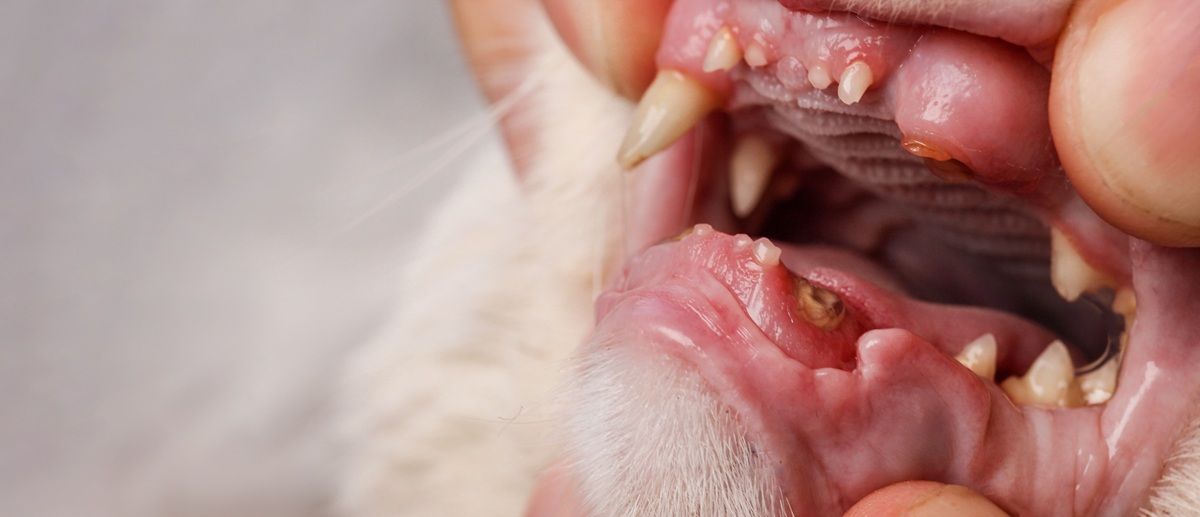 Open mouth of a cat showing two fractured canine teeth.
