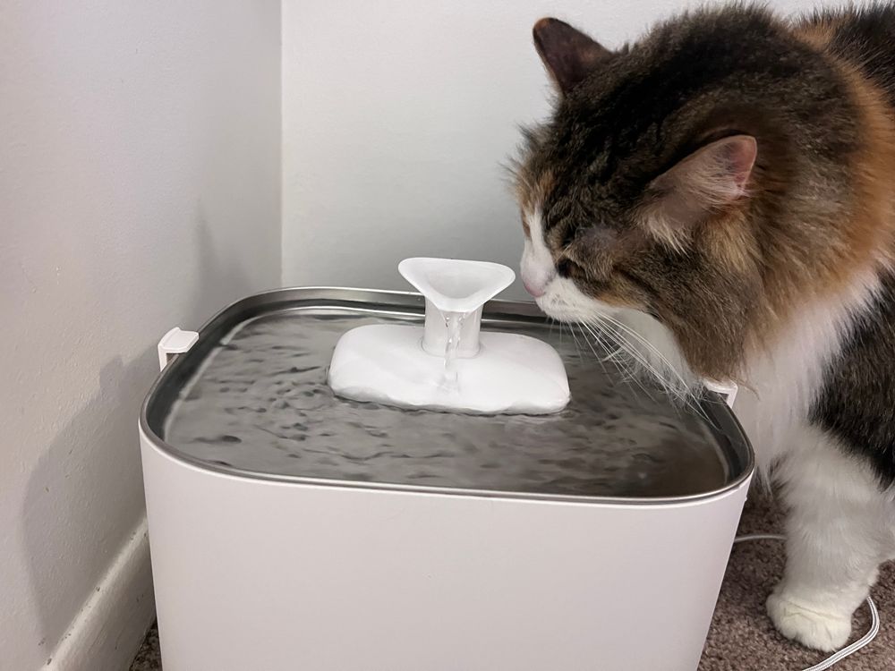 cat thinks about dockstream 2