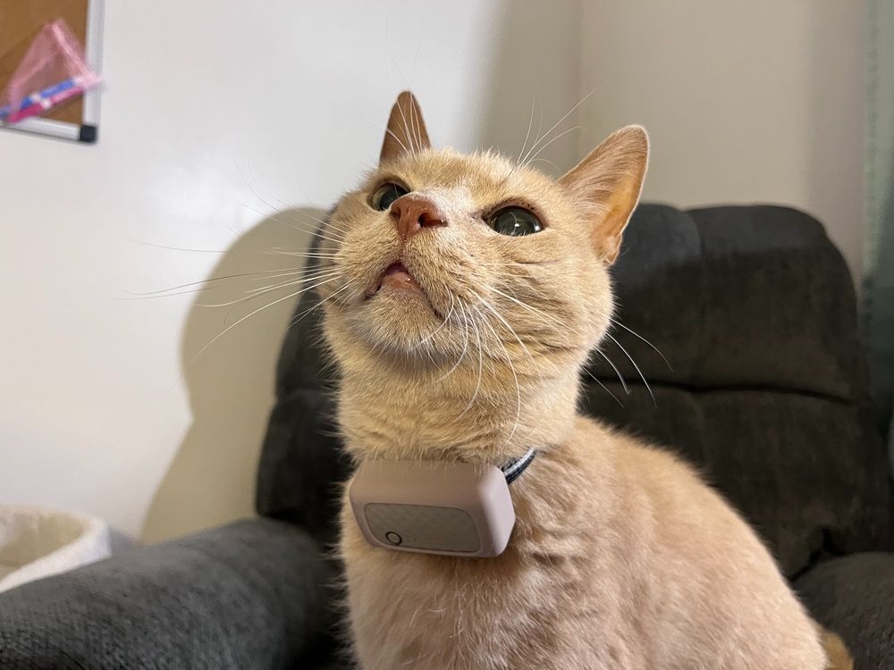 cat trying Tractive