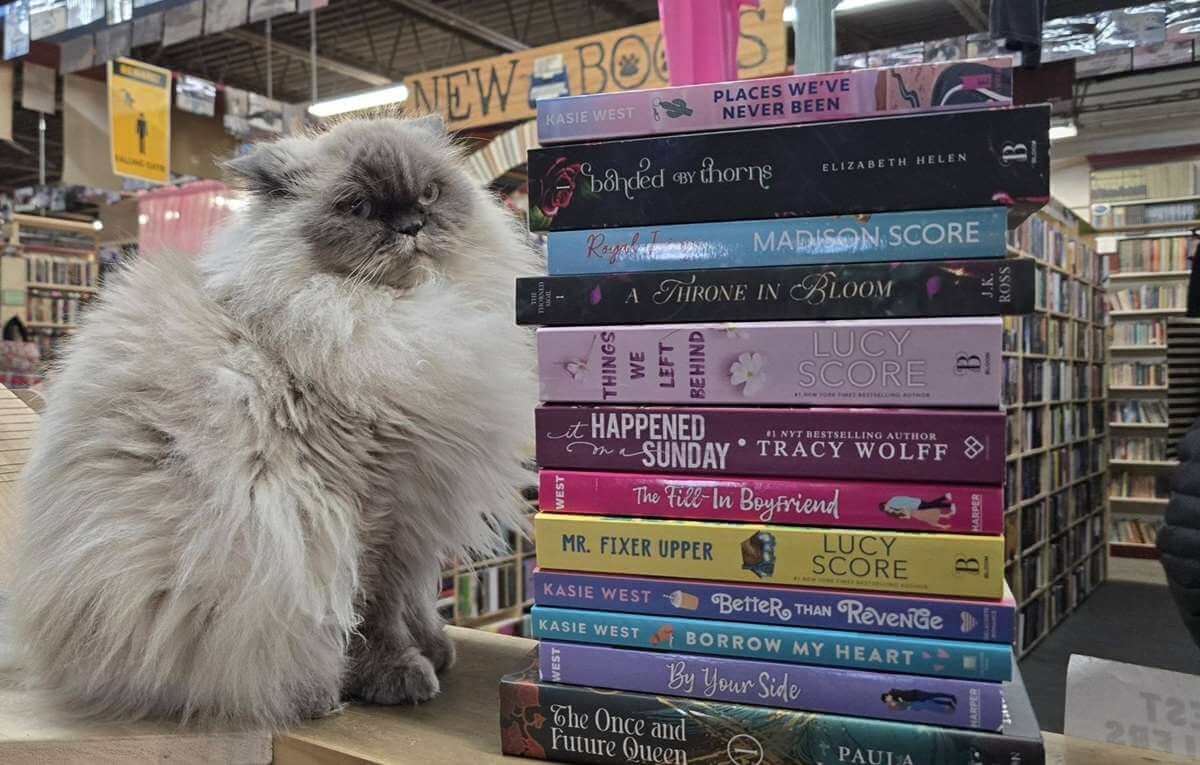 cats near books