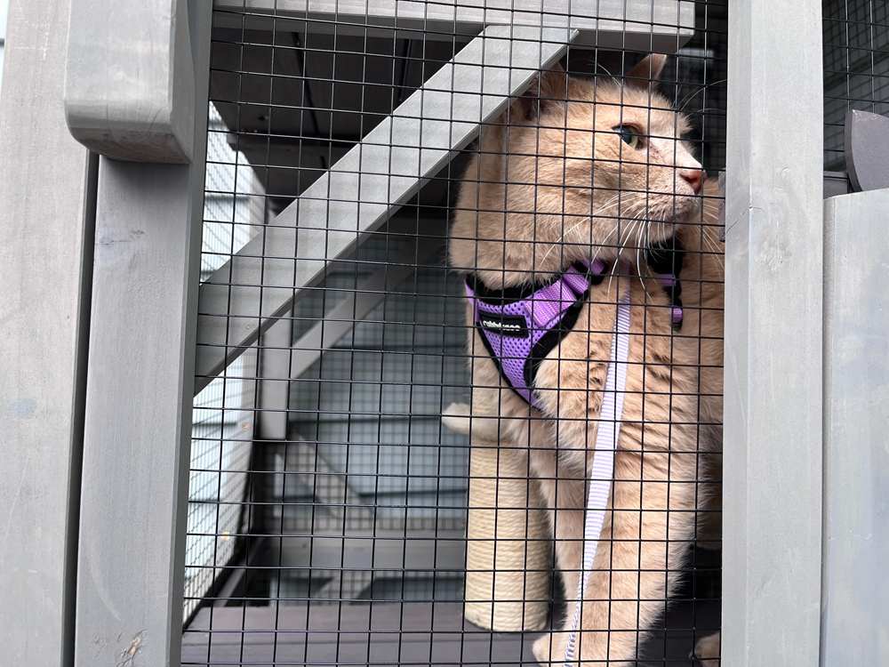 Aivituvin AIR22-M Wheeled Cat House