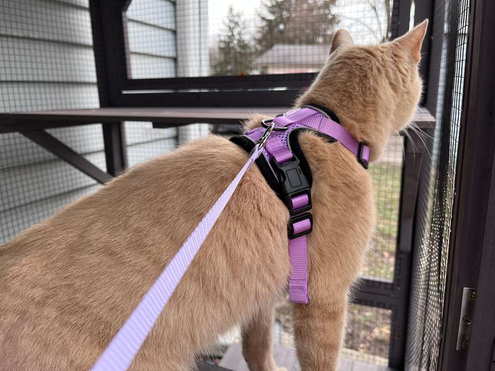 Aivituvin AIR37 Walk-In Outdoor Cat House