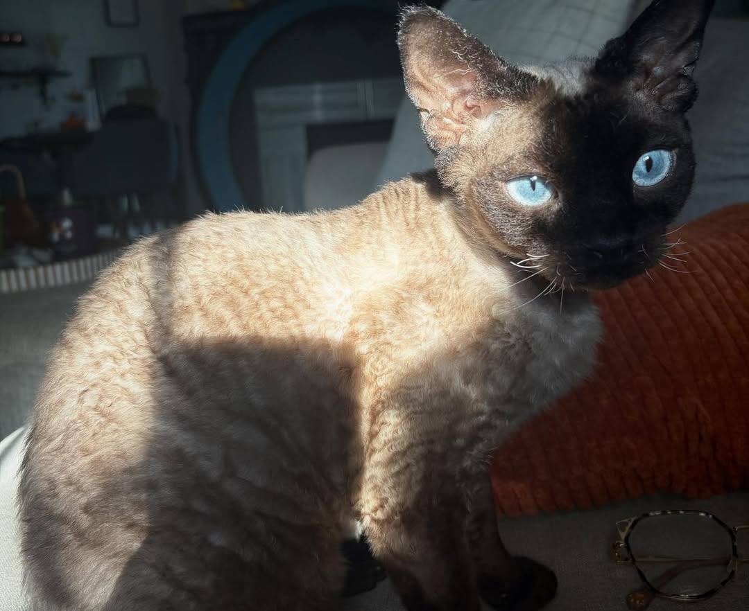 Archie