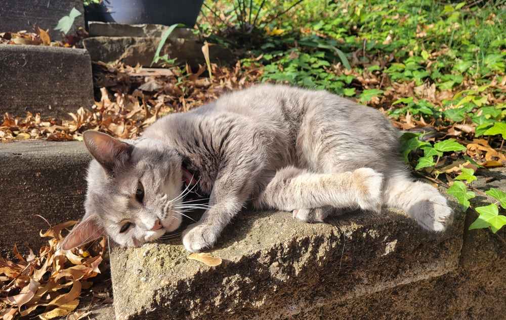 Bagel Outside