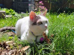 Biscuit Outside