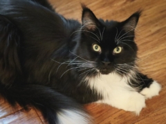 Black White Tuxedo Long Hair Maine Coone Laying